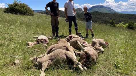 Alpes Les Attaques De Loups Se Multiplient Pr Sidents De