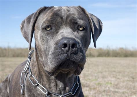 Mastino Italiano Fotografia Stock Immagine Di Canino