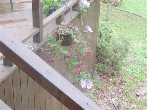 Pin By Cyndi On Vacation Hot Springs Day Spring Day Hot Springs Plants