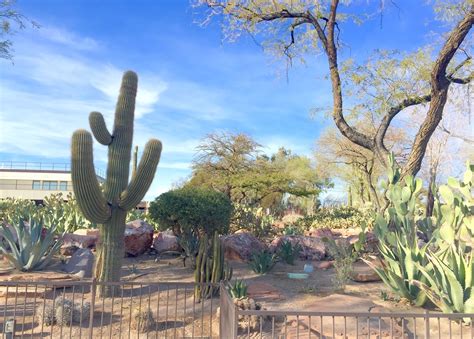 Red House Garden: The Ethel M. Chocolate Factory's Botanical Cactus Garden