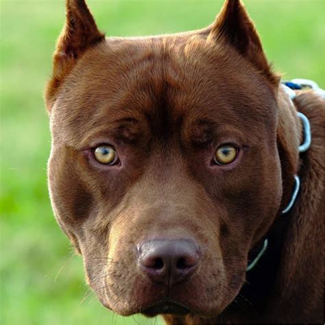 Are Pit Bulls Dangerous The Truth About Pit Bulls Good Life Inc