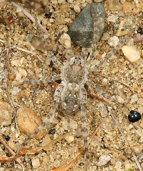 Arctosa Sp Arctosa Littoralis Bugguide Net