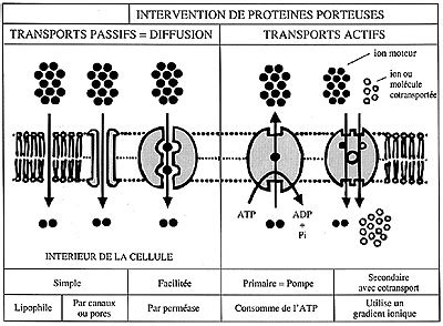 Diffusion Et Transports Travers La Membrane Cytoplasmique