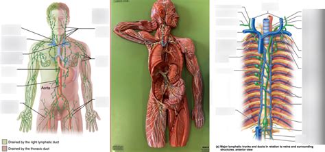 Lymphatic System Diagram Quizlet