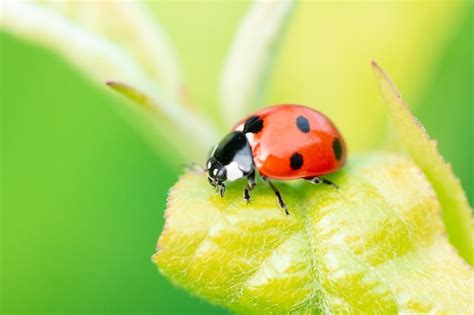 Ladybug Coccinellidae Sobre Tallo De Perejil Y Fondo Verde Foto Premium