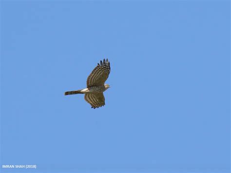 Eurasian Sparrowhawk Accipiter Nisus Eurasian Sparrowhaw Flickr