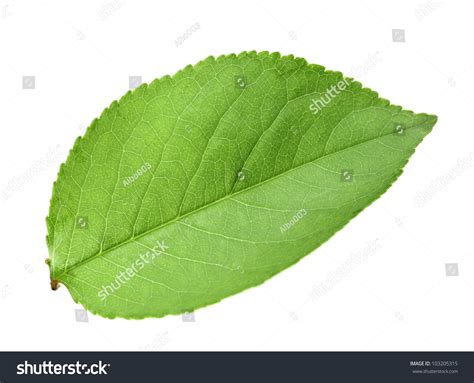 single green leaf appletree isolated  stock photo
