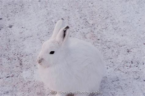 The Arctic Hare Polar Rabbit