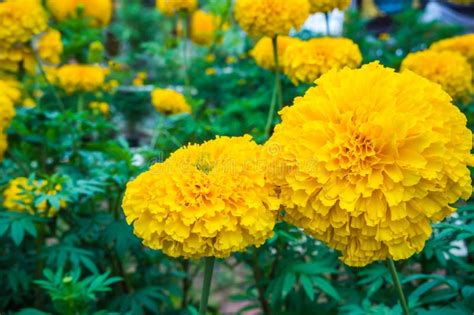 Beautiful Yellow Marigolds Flowers Growing in the Garden. Stock Photo ...