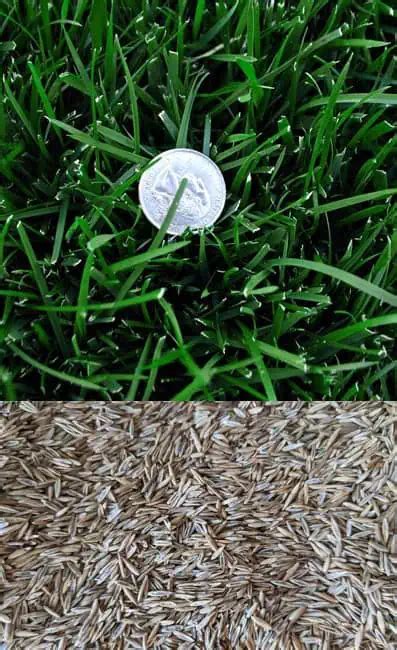 When To Plant Tall Fescue Grass Seed, 49% OFF