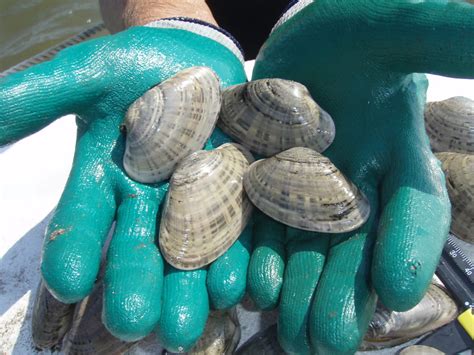 Sunray Venus Clams Florida Sea Grant Flickr