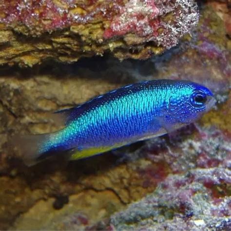 Pomacentrus Alleni Coralandfishstore Nl