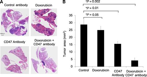 Doxorubicin Plus Cd47 Mab Combination Therapy Prevents Pulmonary Download Scientific Diagram