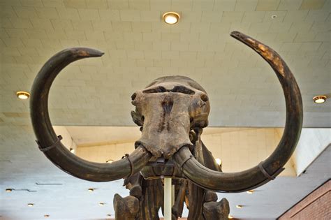 Woolly Mammoth To Return To This Generation In 2027 Says Resurrector