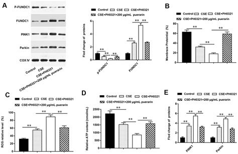 Puerarin Inhibits Fundc Mediated Mitochondrial Autophagy And Cse