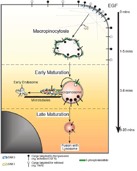 Sorting Nexins In Macropinosome Maturation Macropinosomes Are Formed