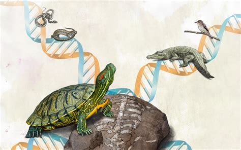 The trouble with turtles: Paleontology at a crossroads