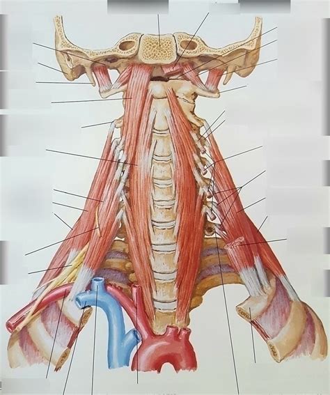 Scalene And Prevertebral Muscles Diagram Quizlet