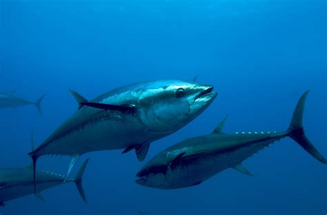 tuna, Ocean, Sea, Underwater, Fish, Fishes Wallpapers HD / Desktop and ...