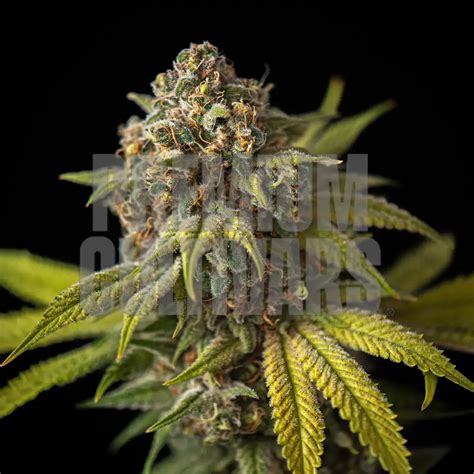 Cake Crasher Strain Information Premium Cultivars