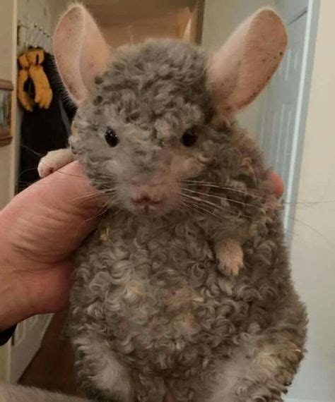 He Looks Angry Lol Chinchilla Cute Chinchilla Pet Animals Beautiful