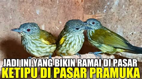 Ketipu Di Pasar Jual Suka Suka Kios Pramuka Ini Harga Burung Masih