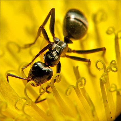 Flower Licker Flickr Macro Of An Ant On A Dandelion Flickr