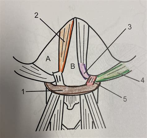 Submandibular And Submental Triangles Diagram Quizlet