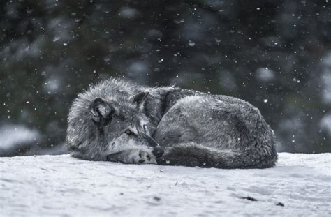 Resting Wolf Curled Up Montana Gray Wolf Canis Lupus Winter Snow Sony