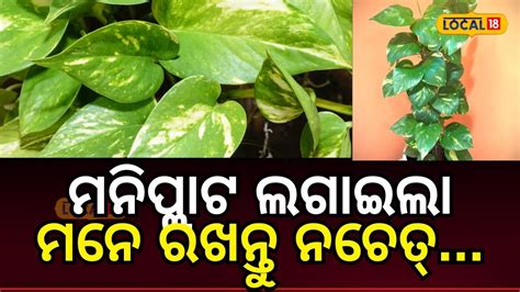 Money Plant Benefits ଘର ମନ ପଲଣଟ ଲଗଇବ ବଳ ନହତ ମନନତ