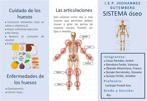 Sistema Óseo May