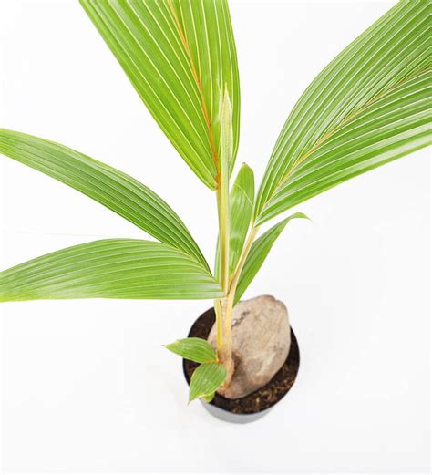 Buy The Coconut Palm Cocos Nucifera Indoor Houseplant With National