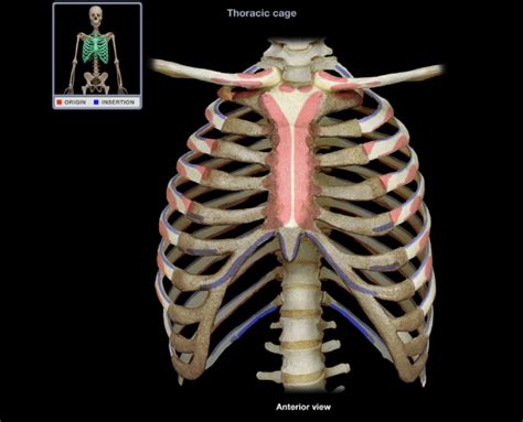 thoracic cavity Diagram | Quizlet