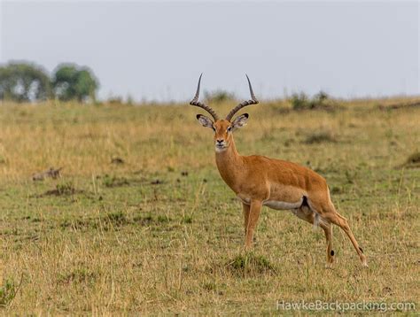 Serengeti Wildlife - HawkeBackpacking.com