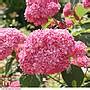 Hydrangea Arborescens Pink Annabelle Plants Thompson Morgan