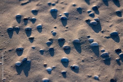 cockle   edible marine bivalve mollusc   family cardiidae