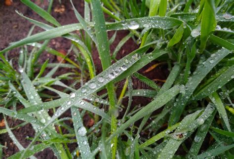 Hierba Verde Fresca Con El Primer De Los Descensos De Roc O Fondo De La