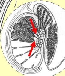 Male Repro Histology Flashcards Quizlet