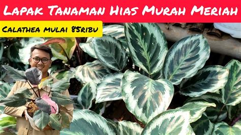 Nursery Tanaman Hias Murah Meriah Penjual Ramah Dan Amanah Calathea