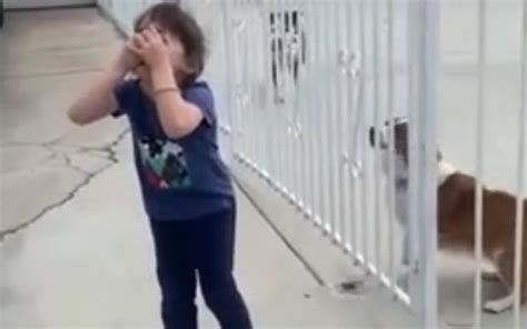 Video Así reaccionó una niña al volver a ver a su perrito