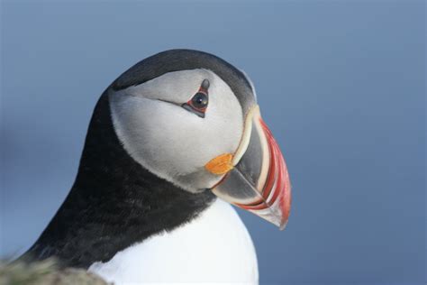 Atlantic Puffins Gj Travel