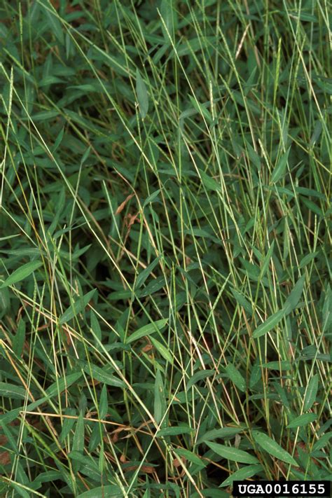 Japanese Stiltgrass Microstegium Vimineum