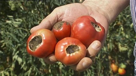 Marciume Apicale Nel Pomodoro Cura E Prevenzione