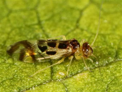 Barklouse Graphopsocus Cruciatus BugGuide Net