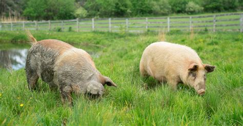 Real Farm Pigs