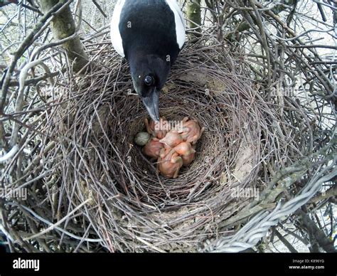 Baby magpie hi-res stock photography and images - Alamy