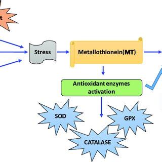 Roles Of Metallothioneins Mt In Plants Under Multiple Abiotic