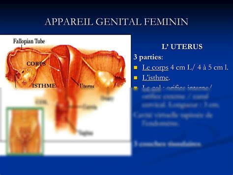 Solution Anatomie De L Appareil G Nital Studypool