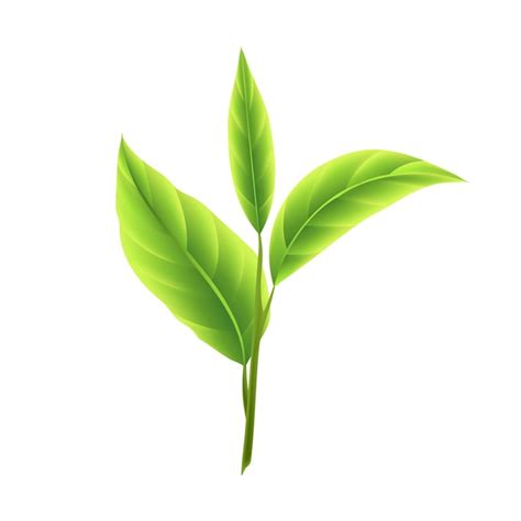 Premium Vector Vector Green Tea Leaves Vector Realistic Isolated On