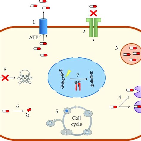 MDR Mechanisms In Cancer Cells Multidrug Resistance Can Be Associated